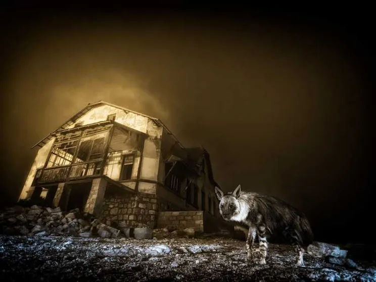 Una spettrale immagine con una iena che si muove in una città fantasma della Namibia
