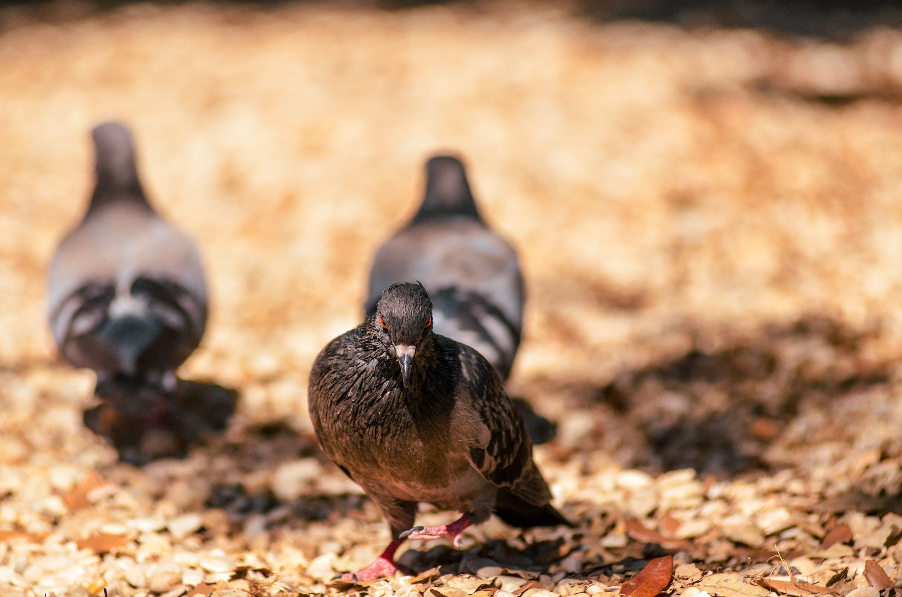 Tre piccioni a terra fra terra e mangime