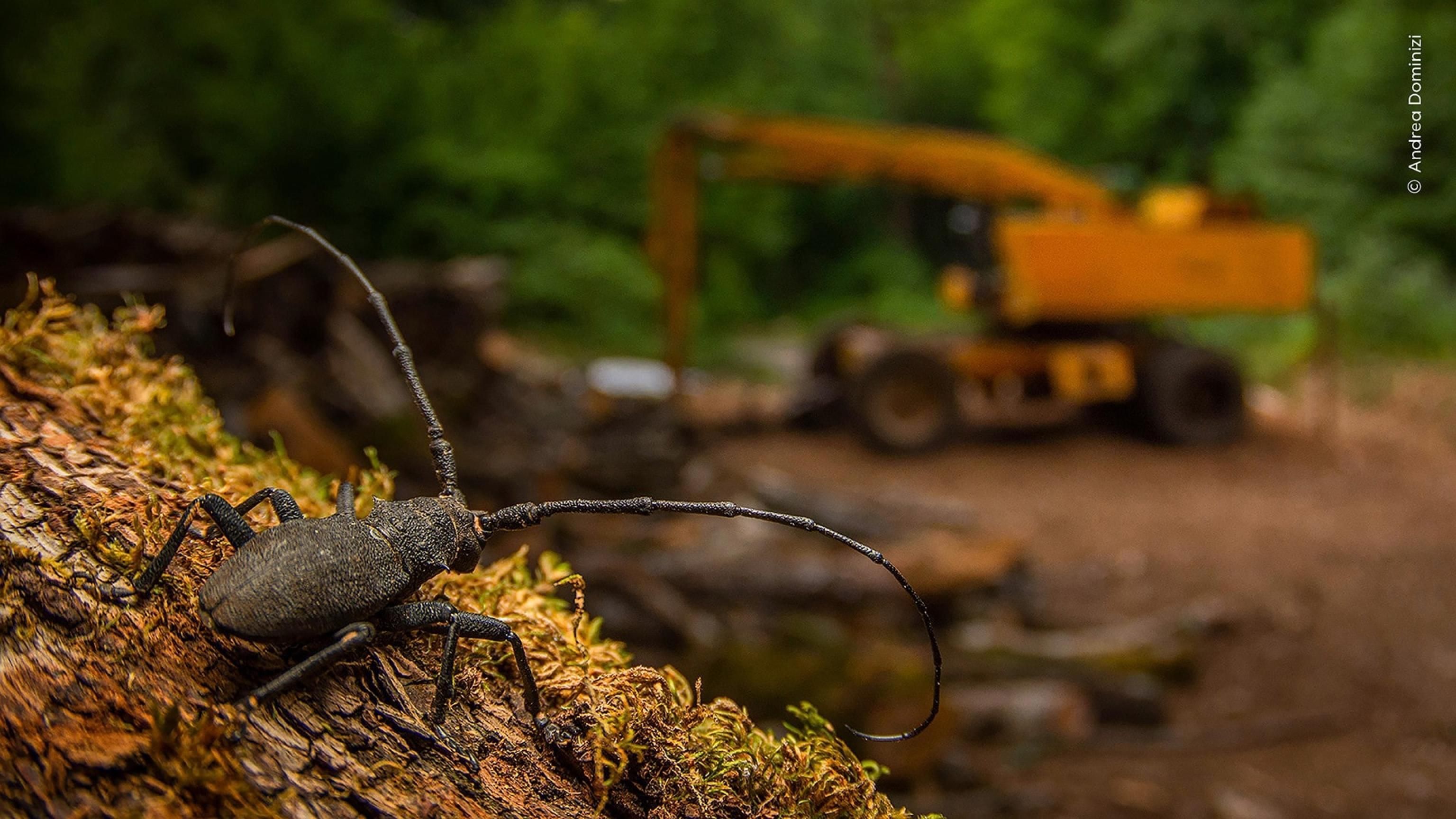 Coleottero della specie Morimus asper, sullo sfondo si stagliano i macchinari per il disboscamento, del fotografo italiano di 17 anni, Andrea Dominizi, vince la categoria Young Wildlife Photographer del concorso organizzato dal Natural History Museum di Londra, 15 ottobre / Ufficio stampa - Ansa