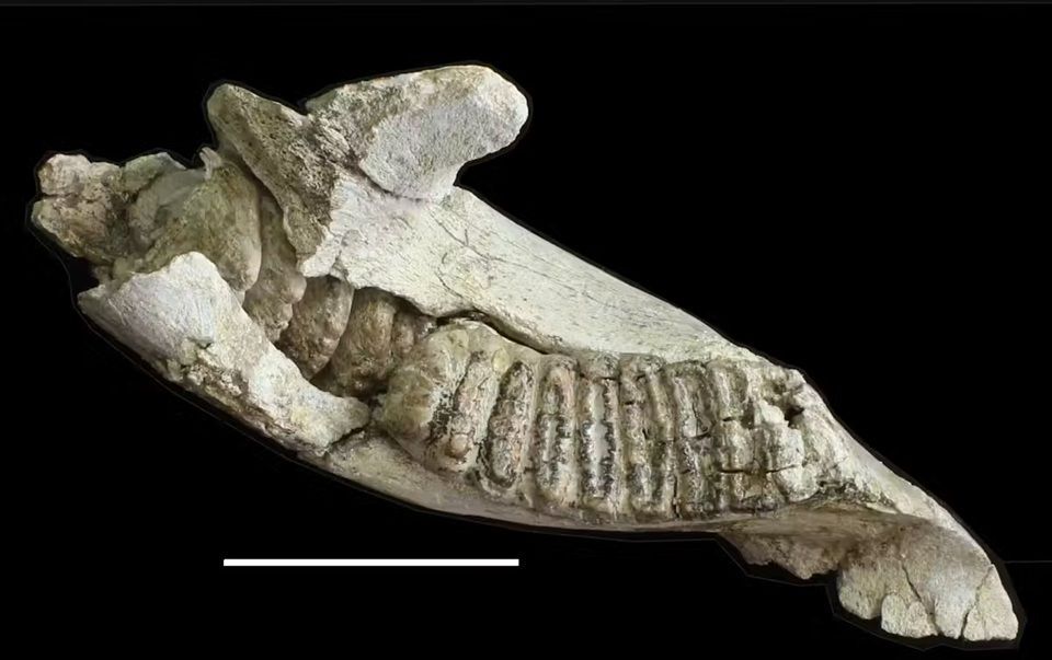 Mandibola e molare di uno Stegodon florensis florensis adulto, l'antenato di grandi dimensioni dello Stegodon florensis insularis. La scala è di 10 cm / Gerrit van den Berg