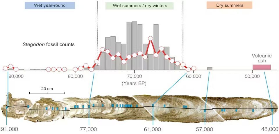 Sezione trasversale della stalagmite datata con precisione utilizzata in questo studio, che mostra gli strati di crescita. / Mike Gagan