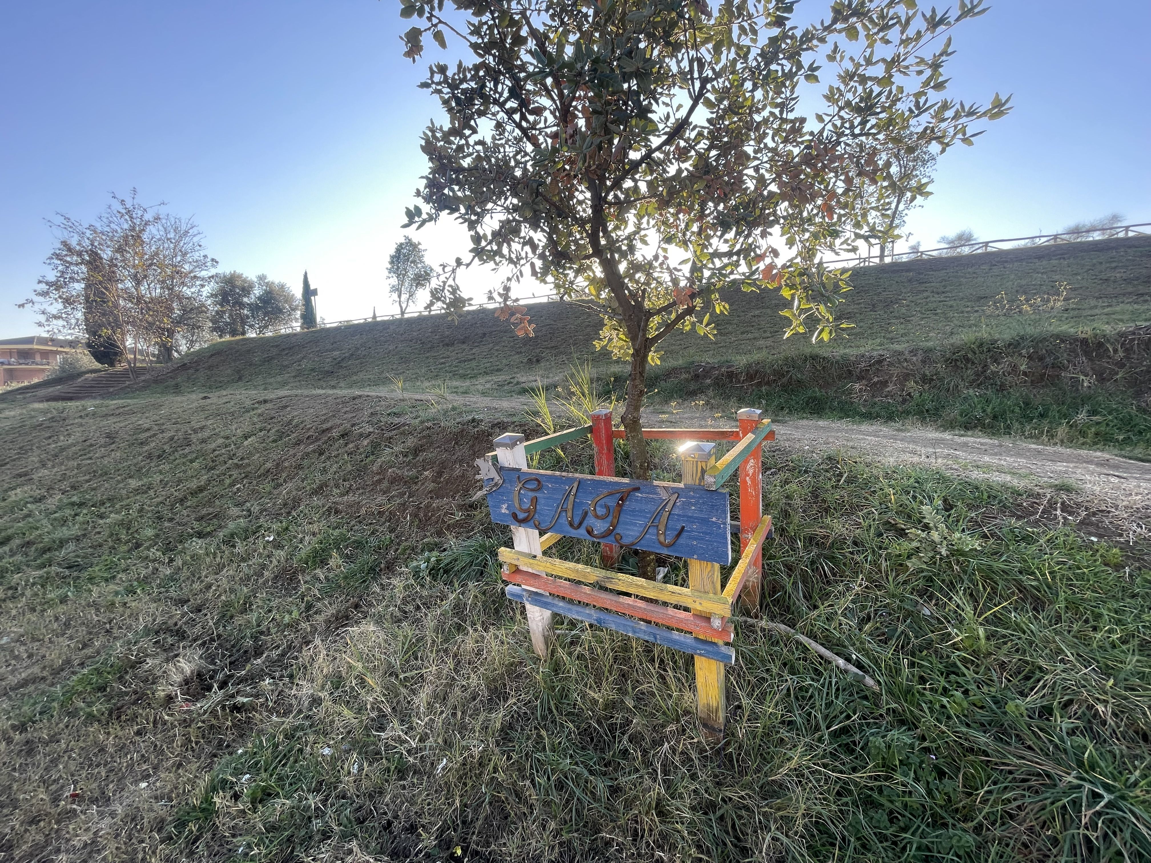 La quercia dedicata a Gaia Bartolini all'esterno della scuola media nel quartiere romano di Val Cannuta