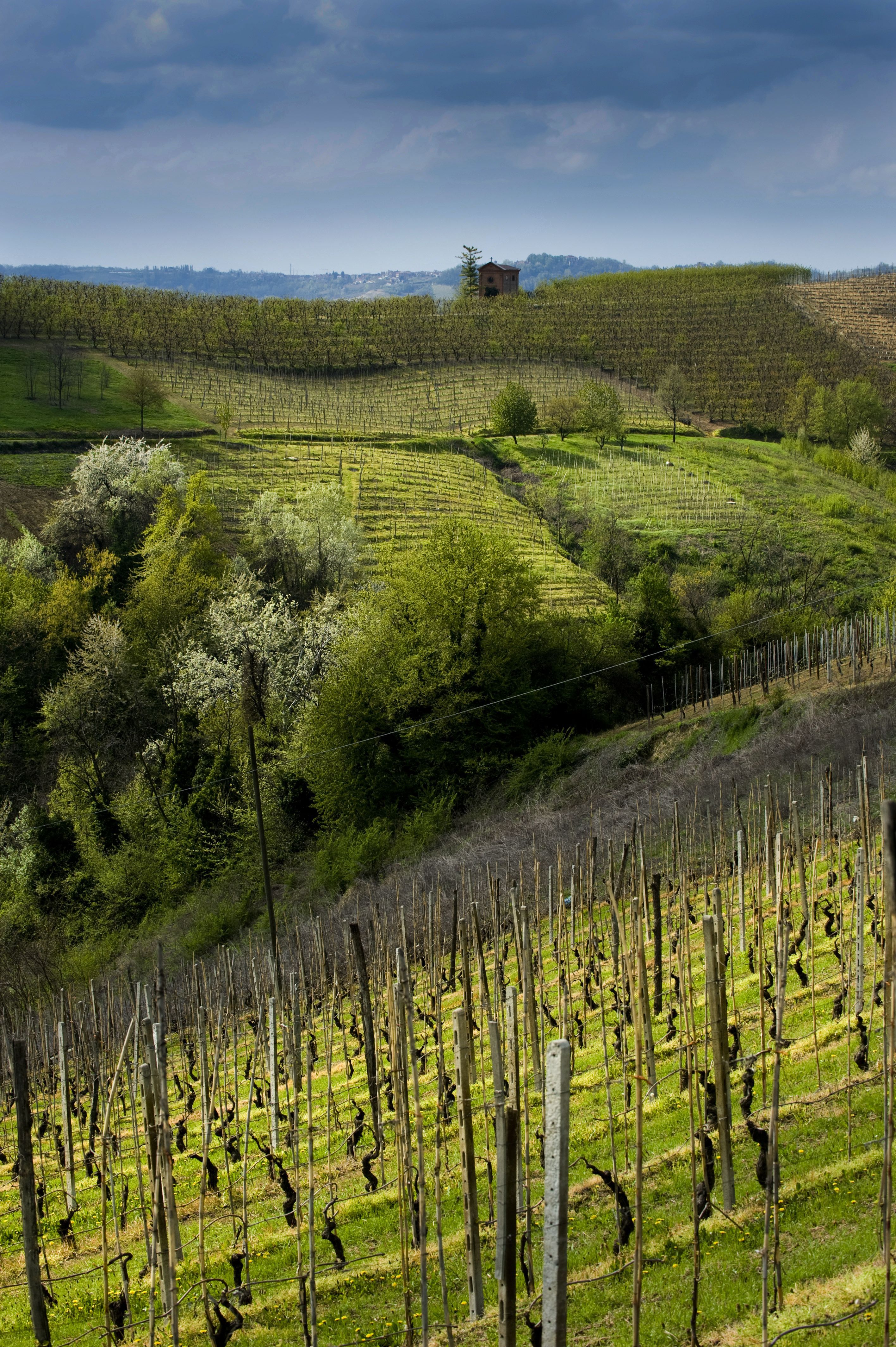 Le vigne del Roero / Tino Gerbaldo - Archivio Ente Turismo LMR (47)