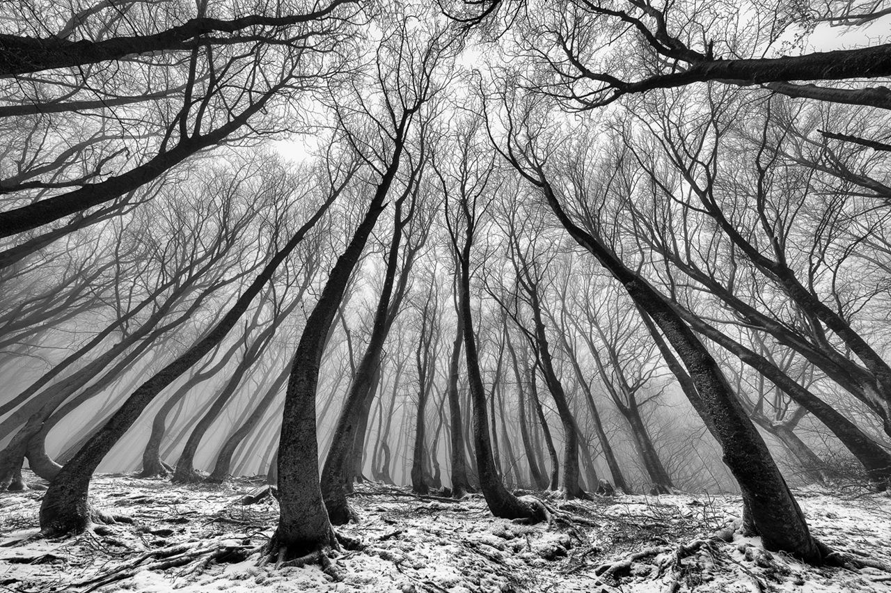 "Nel segno della luce", la mostra al Forte Malatesta di Ascoli Piceno: foreste /Photonica3