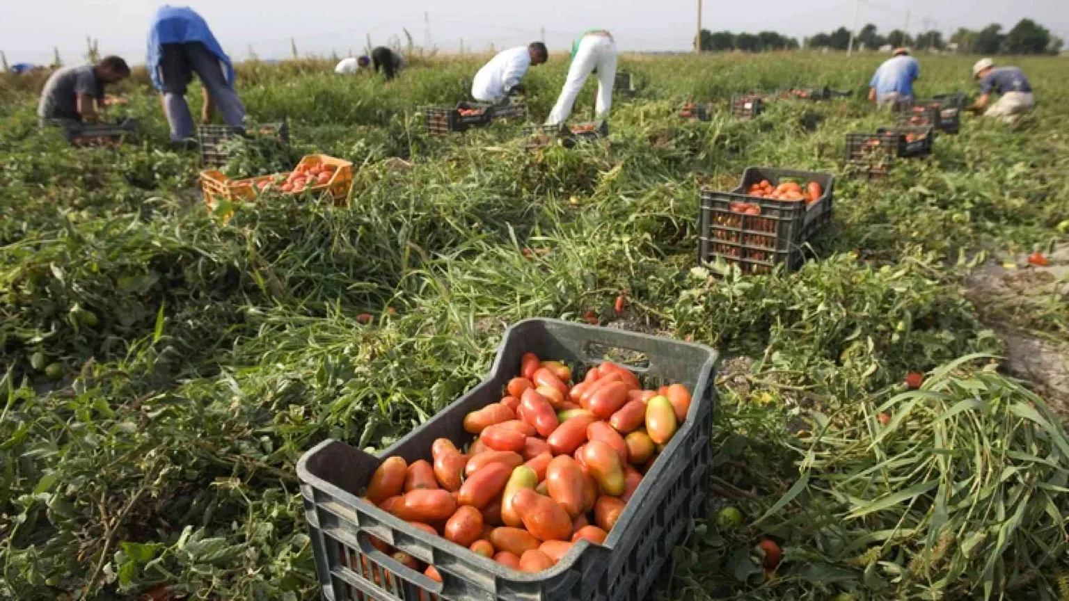 Caporalato, i numeri della schiavitù italiana