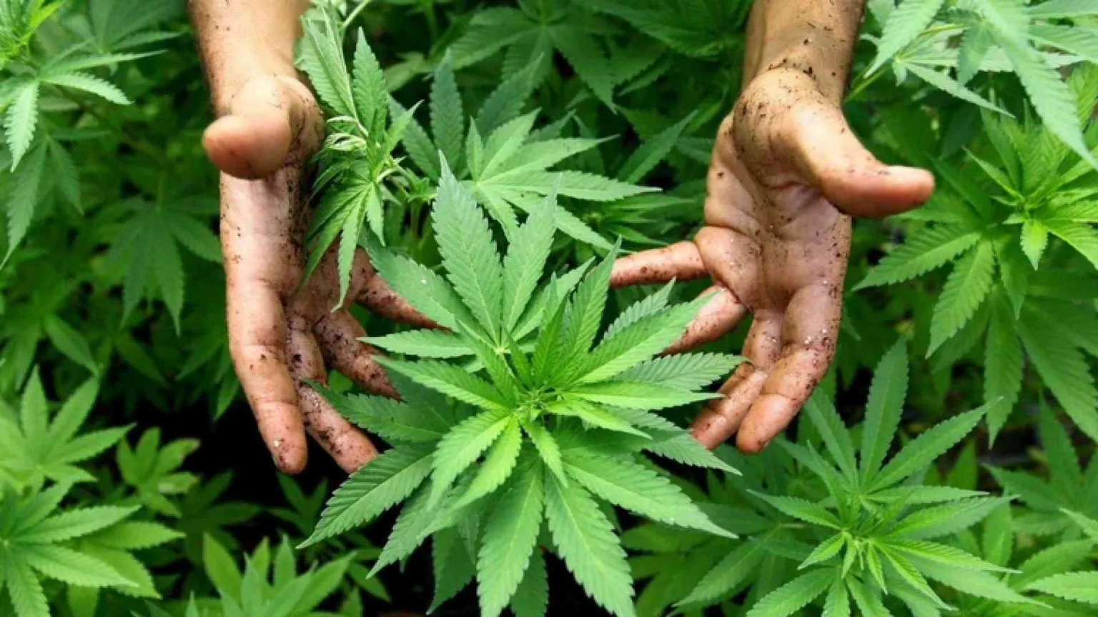 Ddl cannabis all'esame della Camera