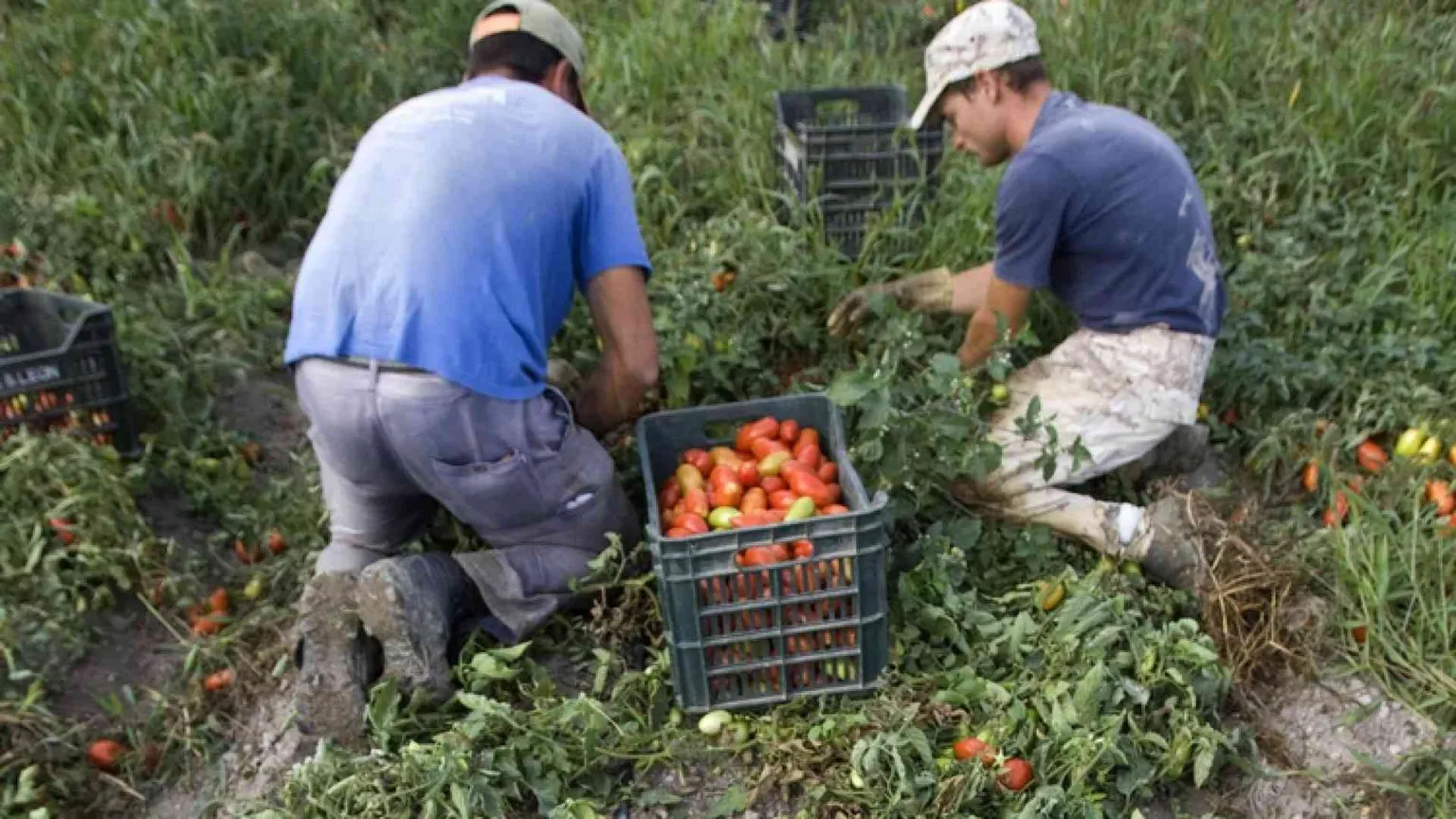 Fango e pomodori: in Puglia l'inferno per 400 bambini