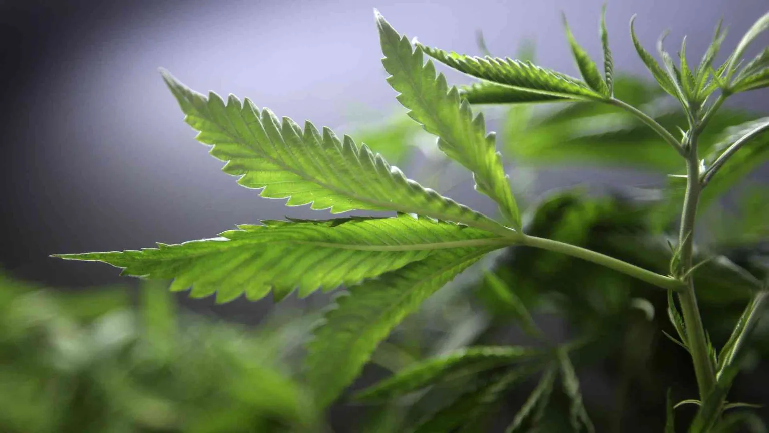 La droga fa male, non dite bugie ai giovani