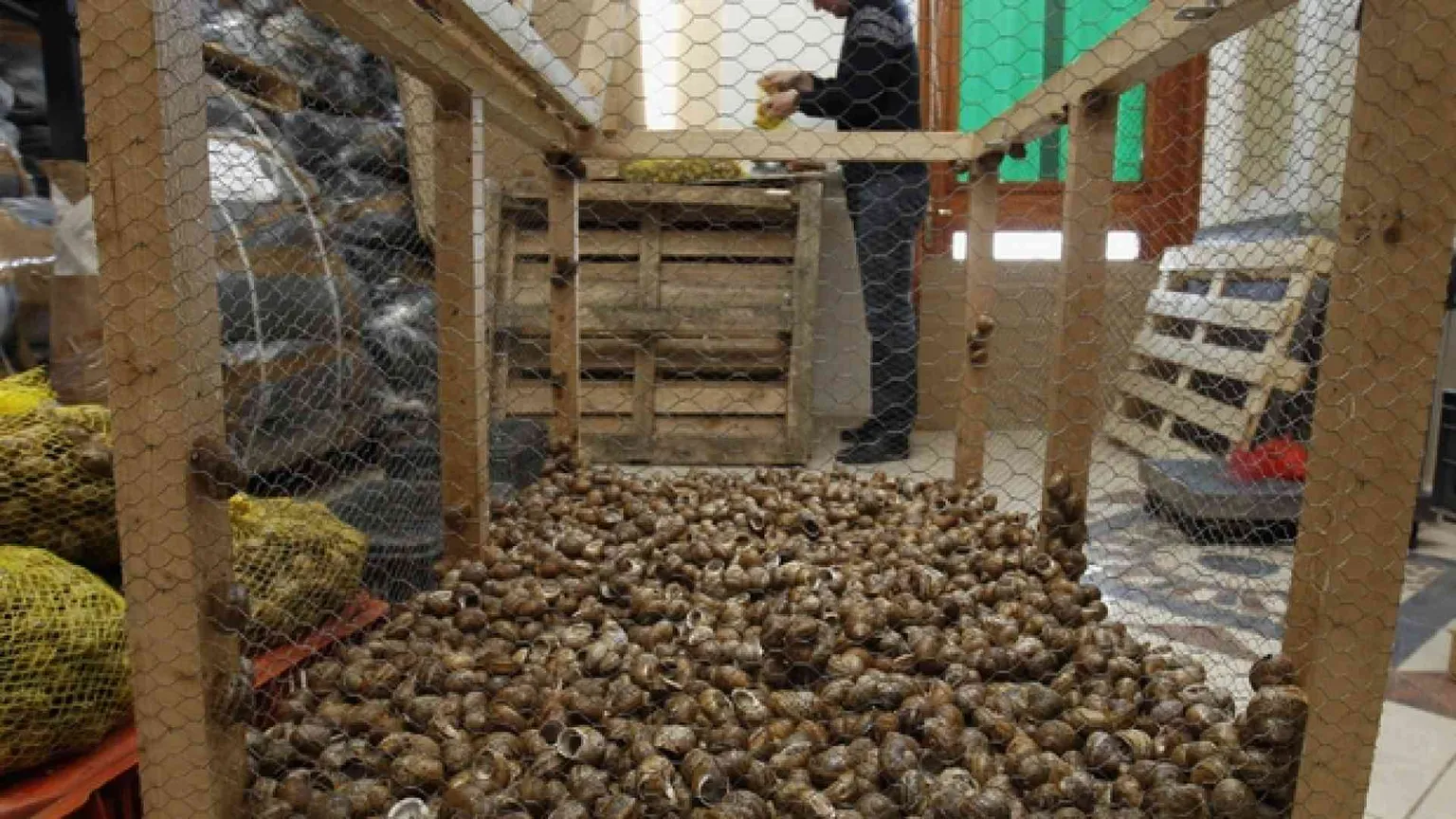 La corsa degli allevatori di lumache. I leader del settore sono a Palermo