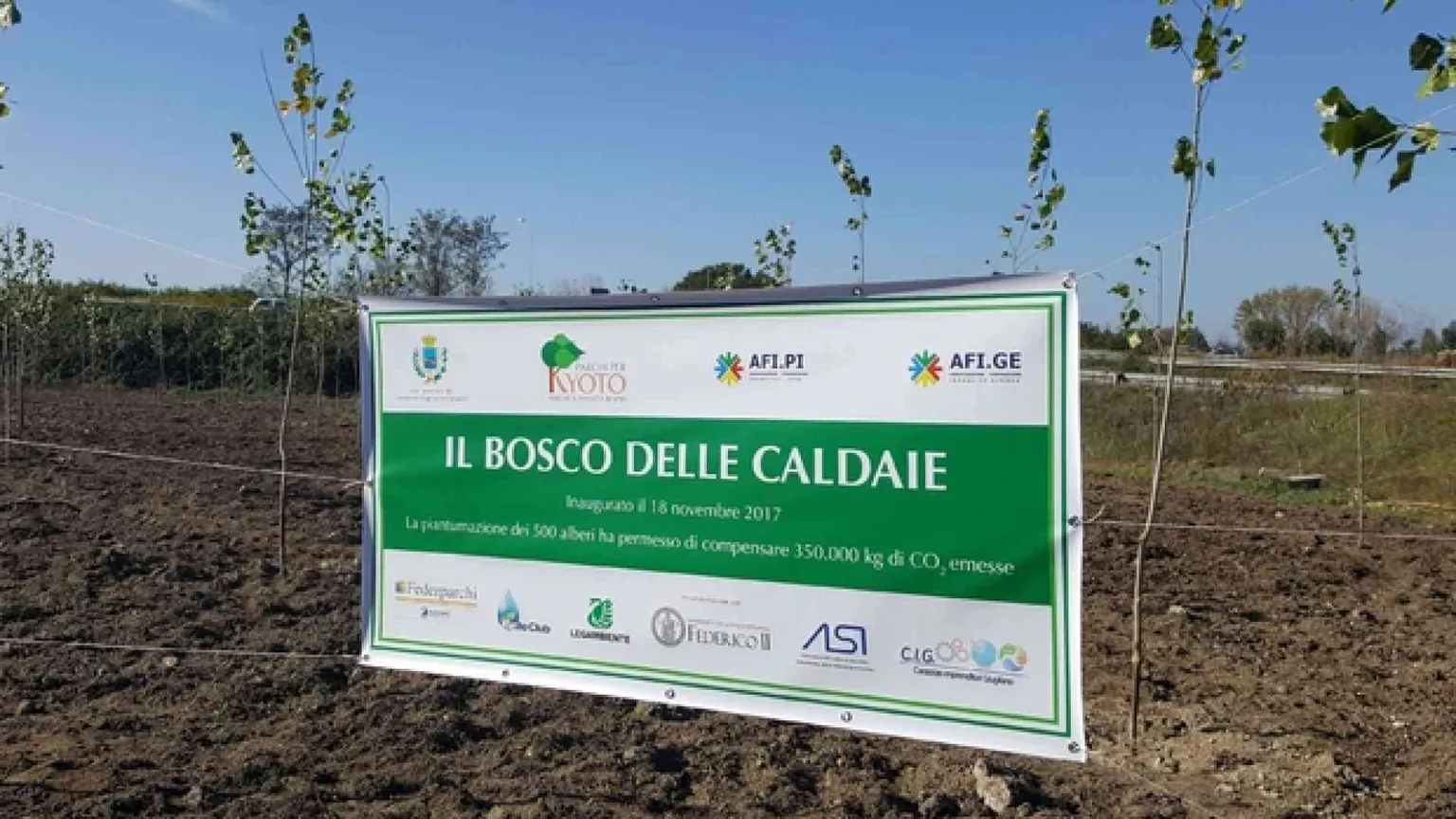 Un bosco di pioppi nella Terra dei fuochi