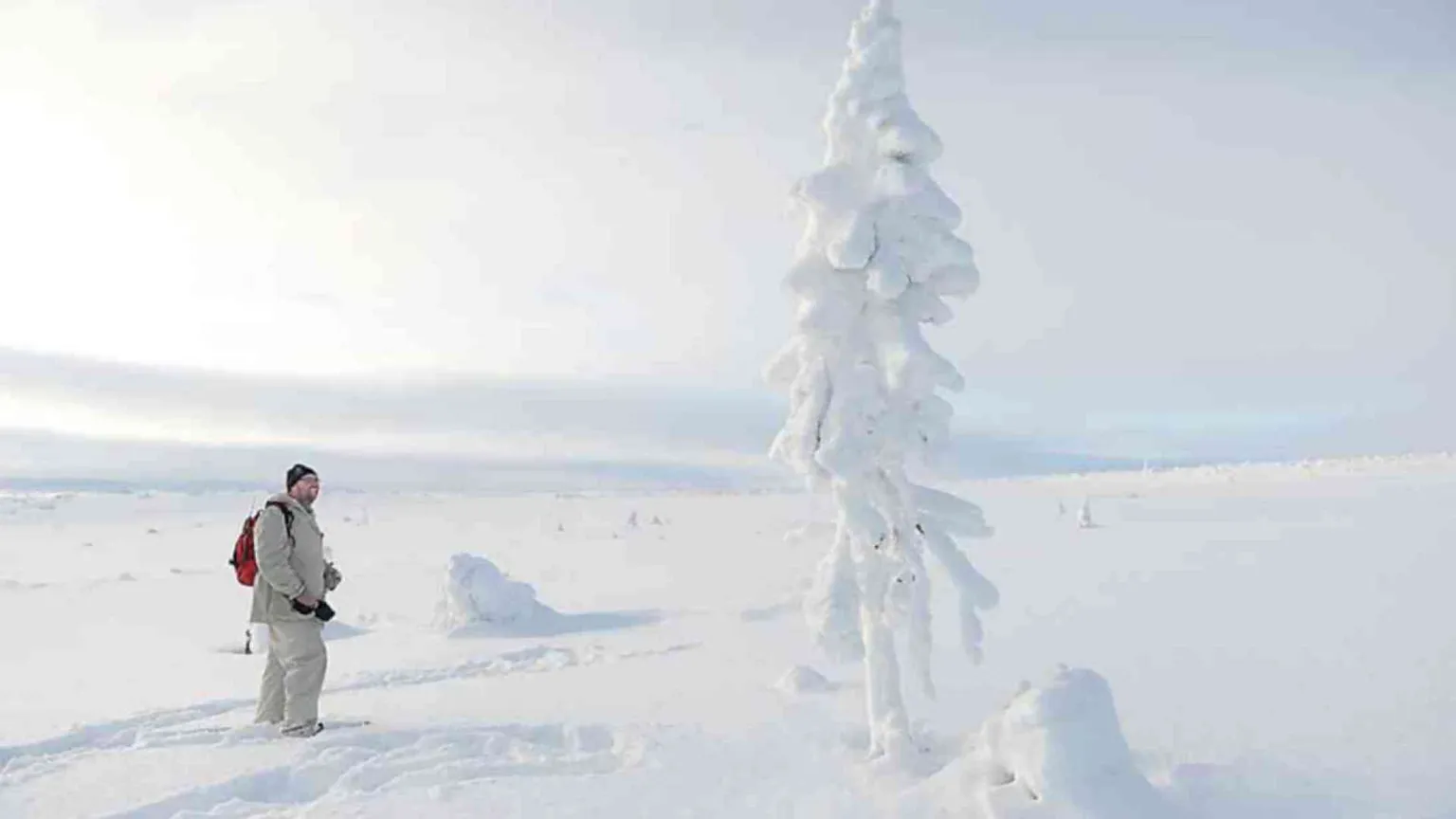 In Svezia l’abete rosso che nacque nell’Era glaciale