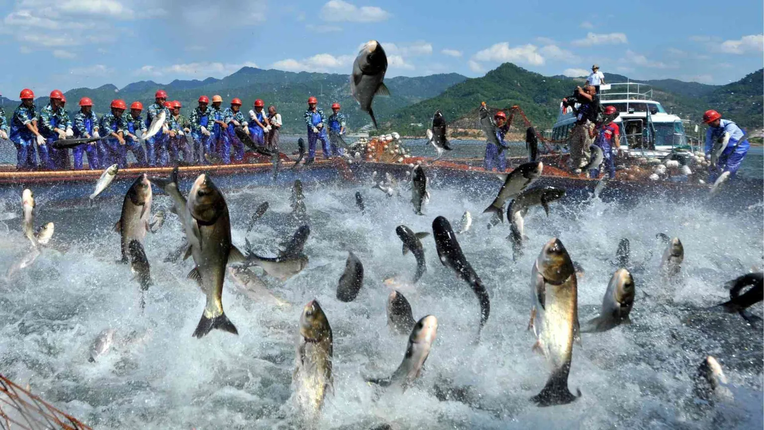 La Cina alla guerra del pesce