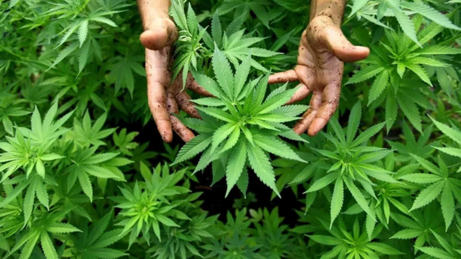 Derivati da cannabis light, Cassazione vieta la vendita. Cosa succede adesso