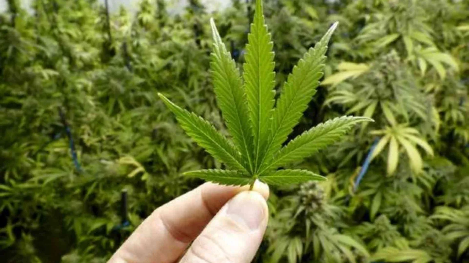 «Cannabis, vi spiego perché la sentenza tutela i ragazzi»