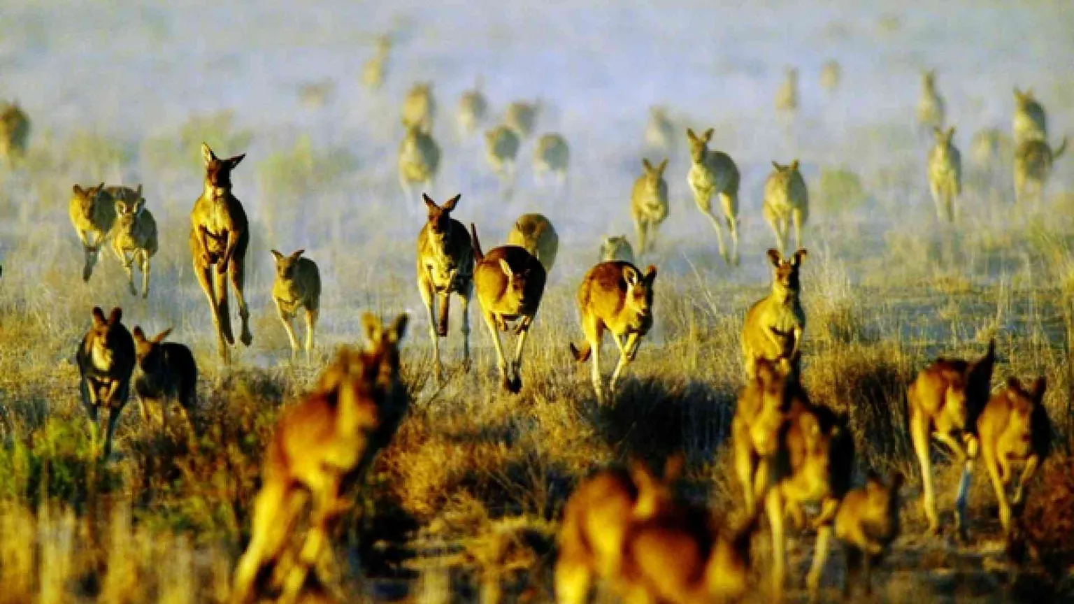 La strage dei canguri in Australia
