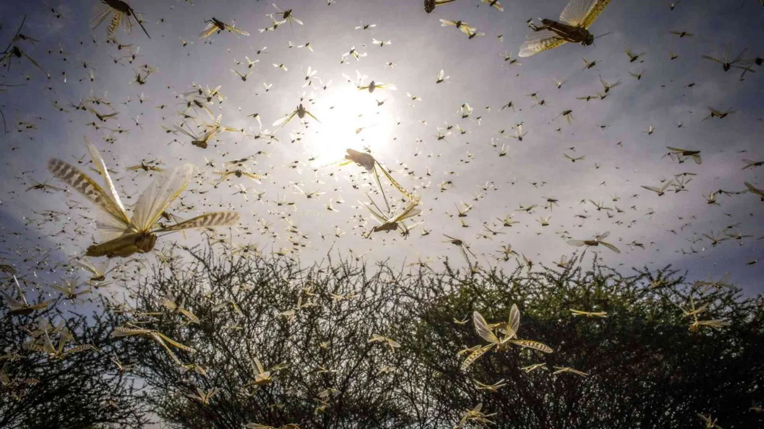 Fao: 200 miliardi di locuste invadono il Corno d'Africa, è emergenza / FOTO