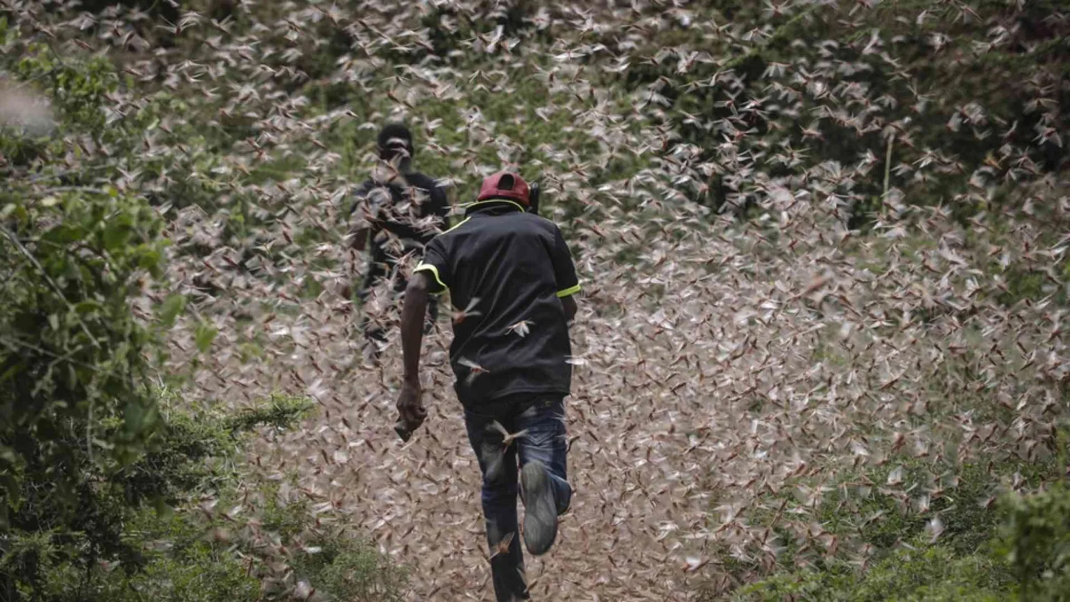 Covid e cavallette: un milione a rischio carestia in Etiopia