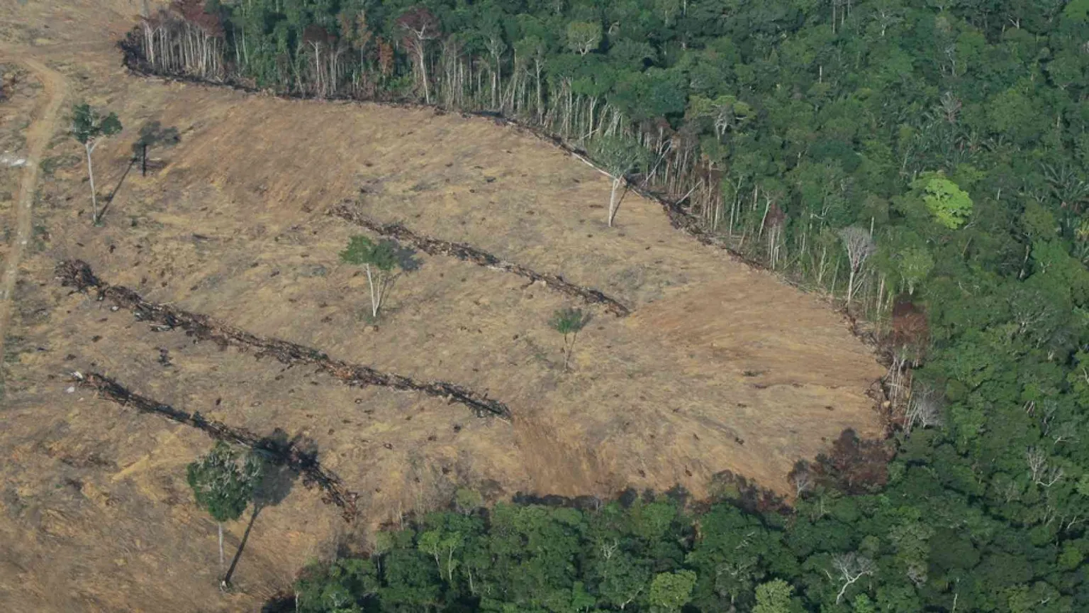 Così l'attacco alla biodiversità sta favorendo le pandemie