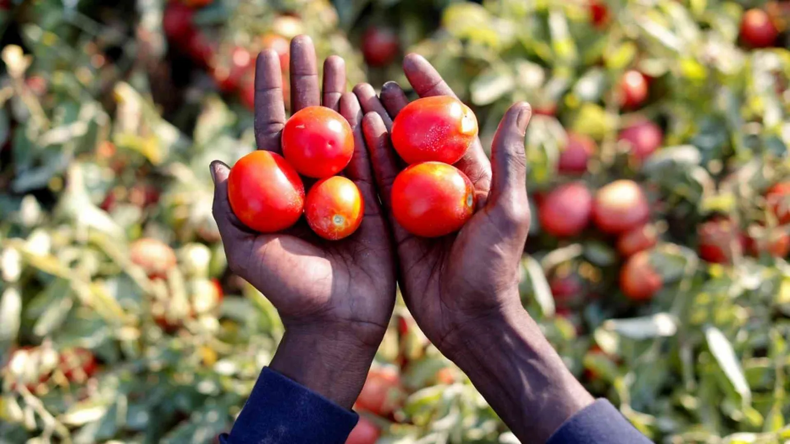 In Europa mancano gli stagionali agricoli