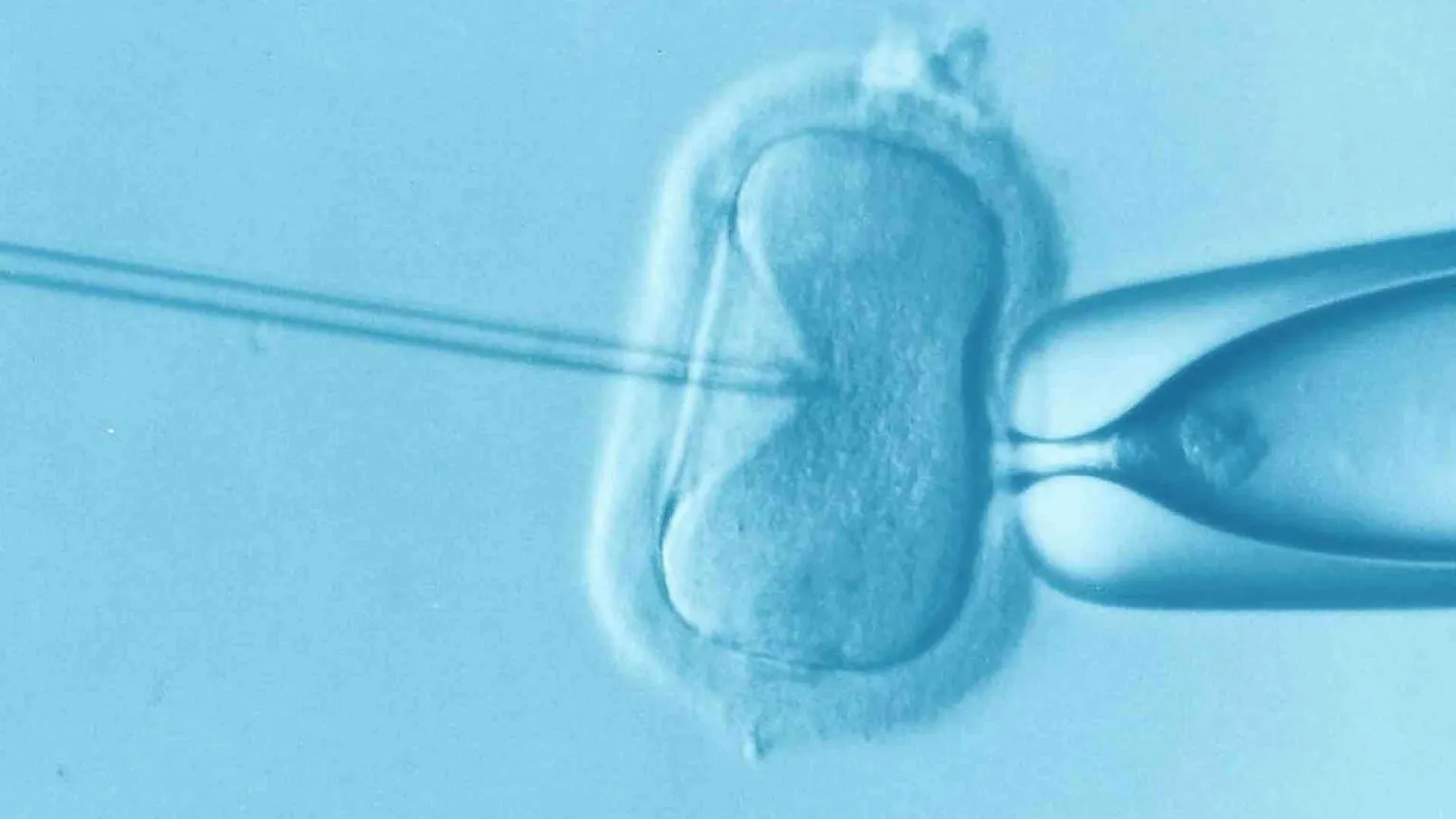 Gene editing, il flop degli embrioni manipolati