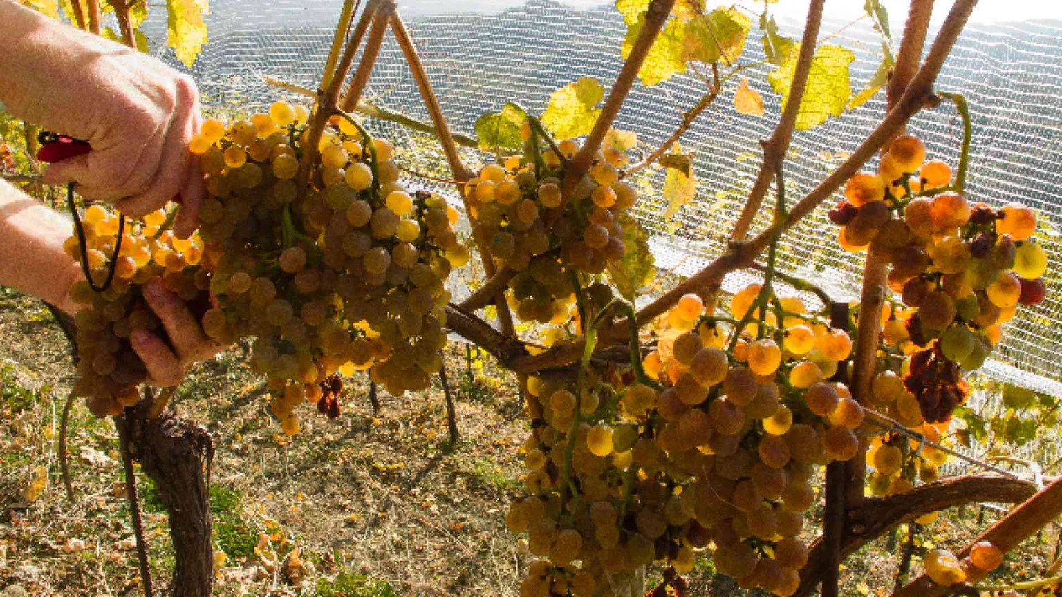 Vendemmia 2020: meno vino, ma migliore