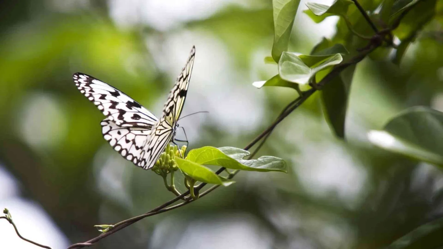 L'effetto farfalla (in positivo) della Laudato Si'