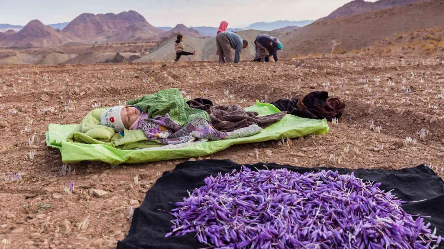 Lo zafferano liberato dal "Fair Trade"