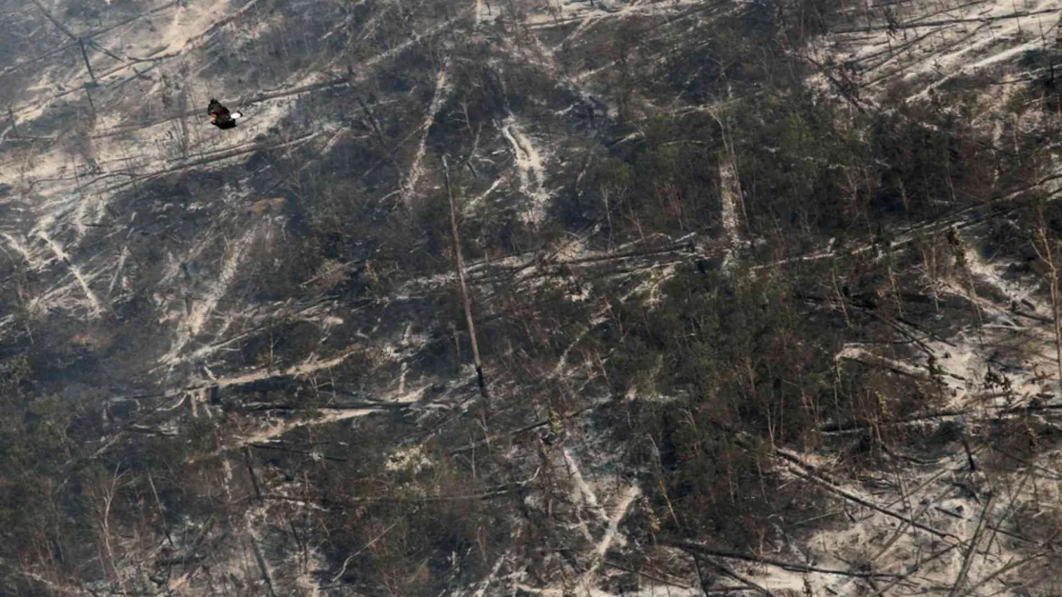La deforestazione e il Covid si nutrono a vicenda e corrono