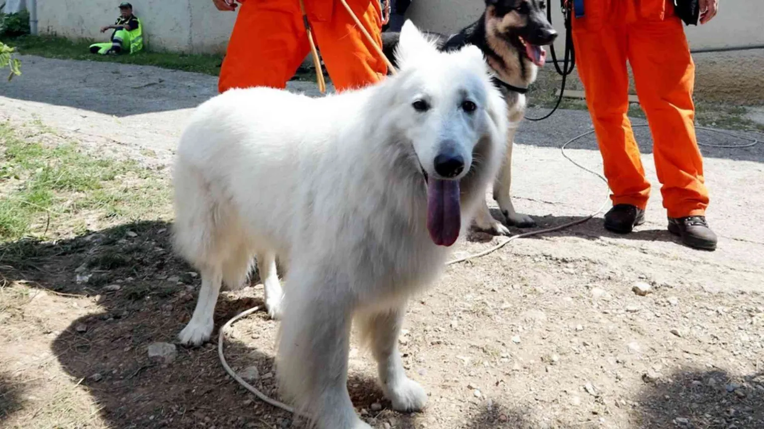 Animali in città, canili strapieni, troppi "clandestini", spese incontrollate