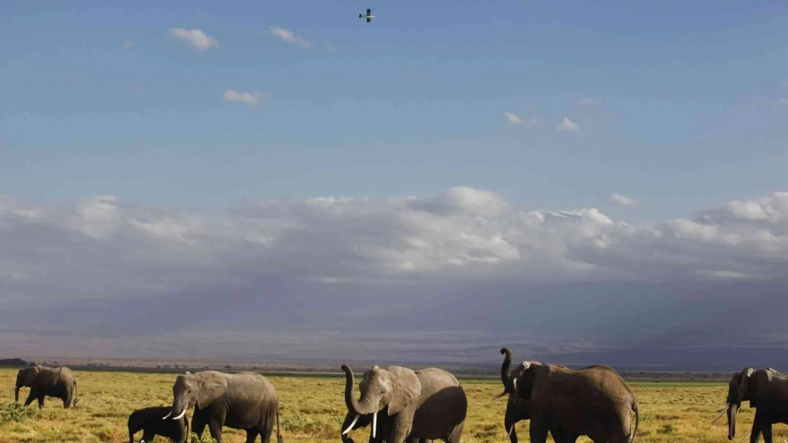 Lo Zimbabwe apre la caccia agli elefanti. «Per le casse dello Stato»