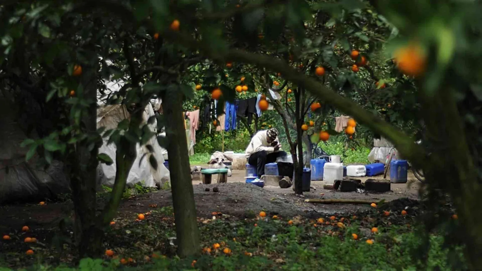 Una vita in nero e grigio fra gli agrumi. Così si lavora nei campi di Gioia Tauro
