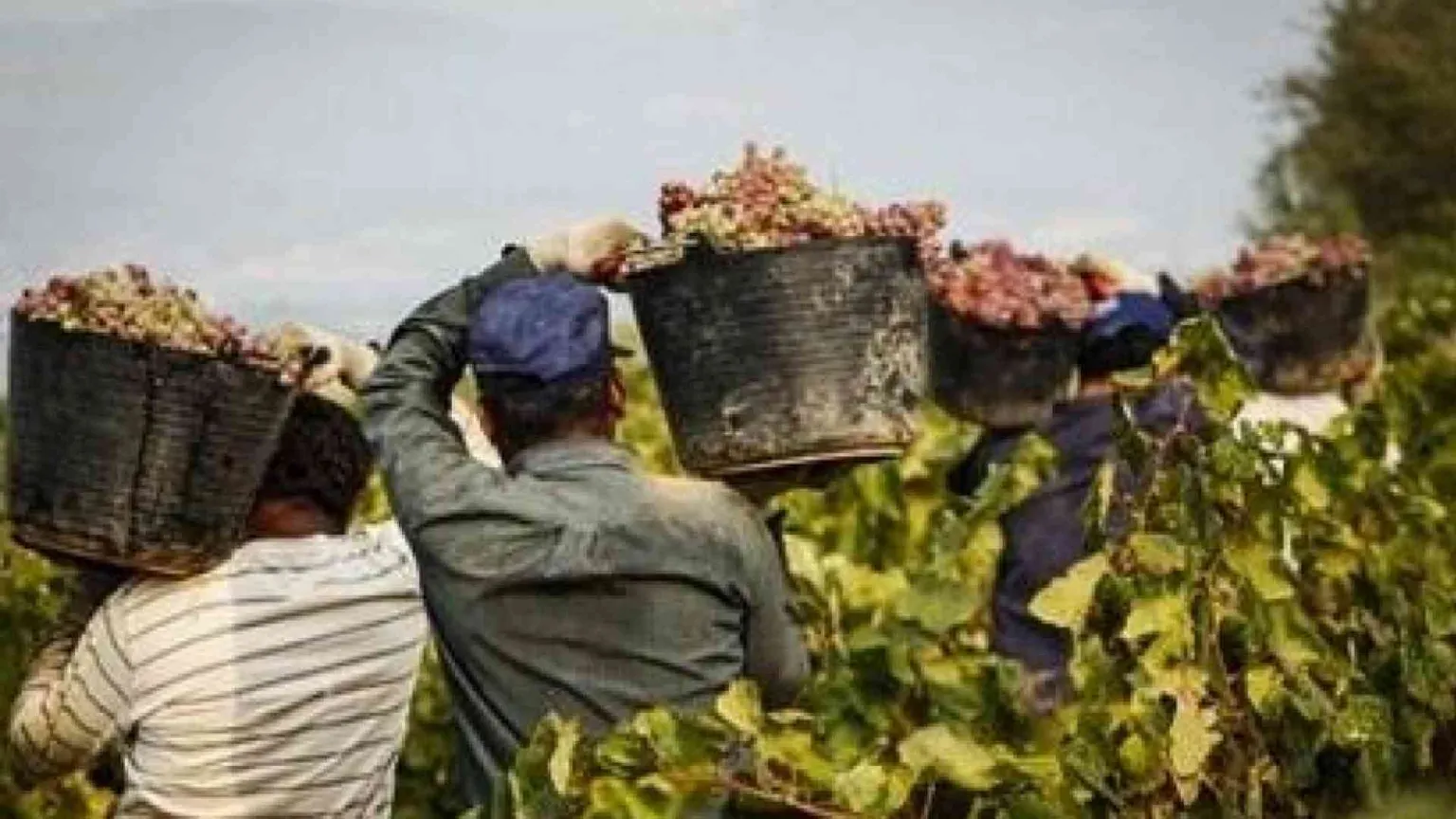 Dopo la morte del bracciante, si continua a lavorare anche nelle ore più calde