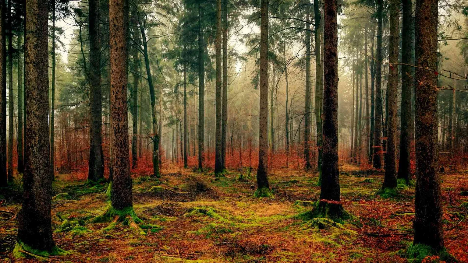 Contro l'energia prodotta bruciando gli alberi