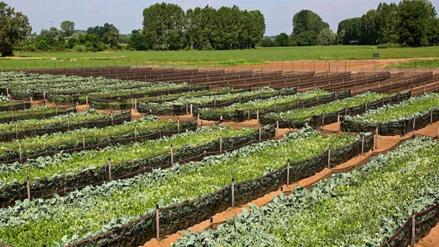 L'occupazione cresce a "passo" di lumaca