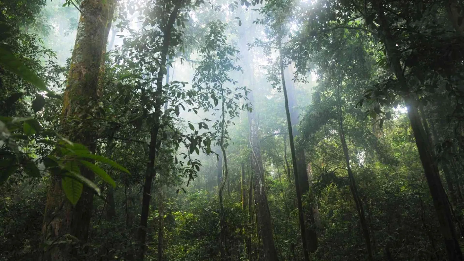 La foresta parla per segni. Come gli uomini?