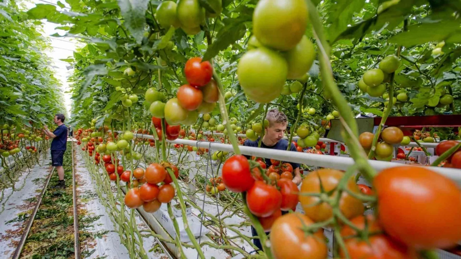 Produzione a chilometro zero non significa ritorno al passato