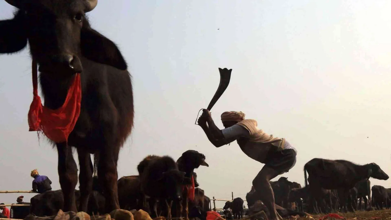 Le assurde mattanze di animali che resistono solo per divertire