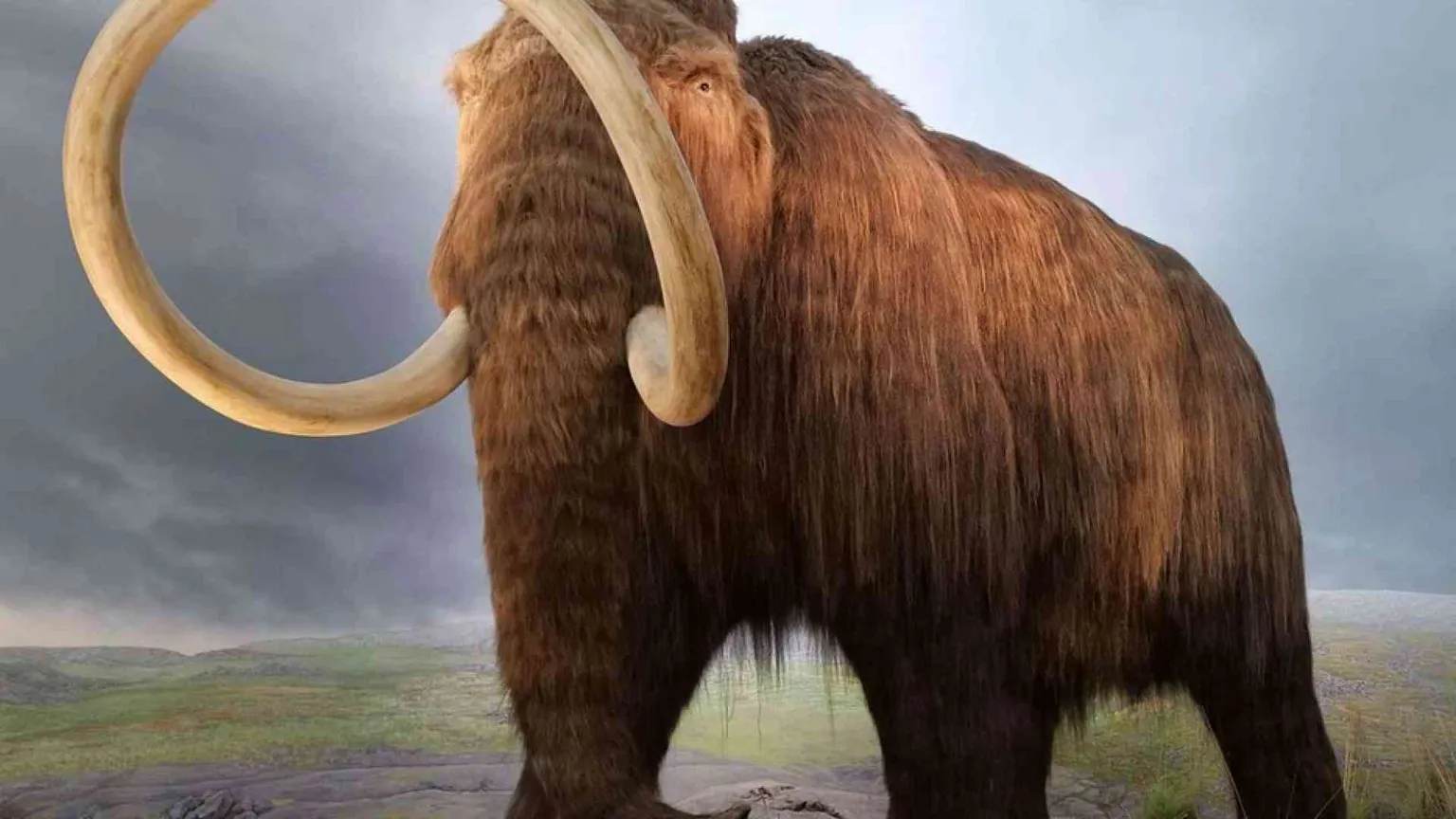 Fu il cambiamento climatico troppo rapido a uccidere i mammut