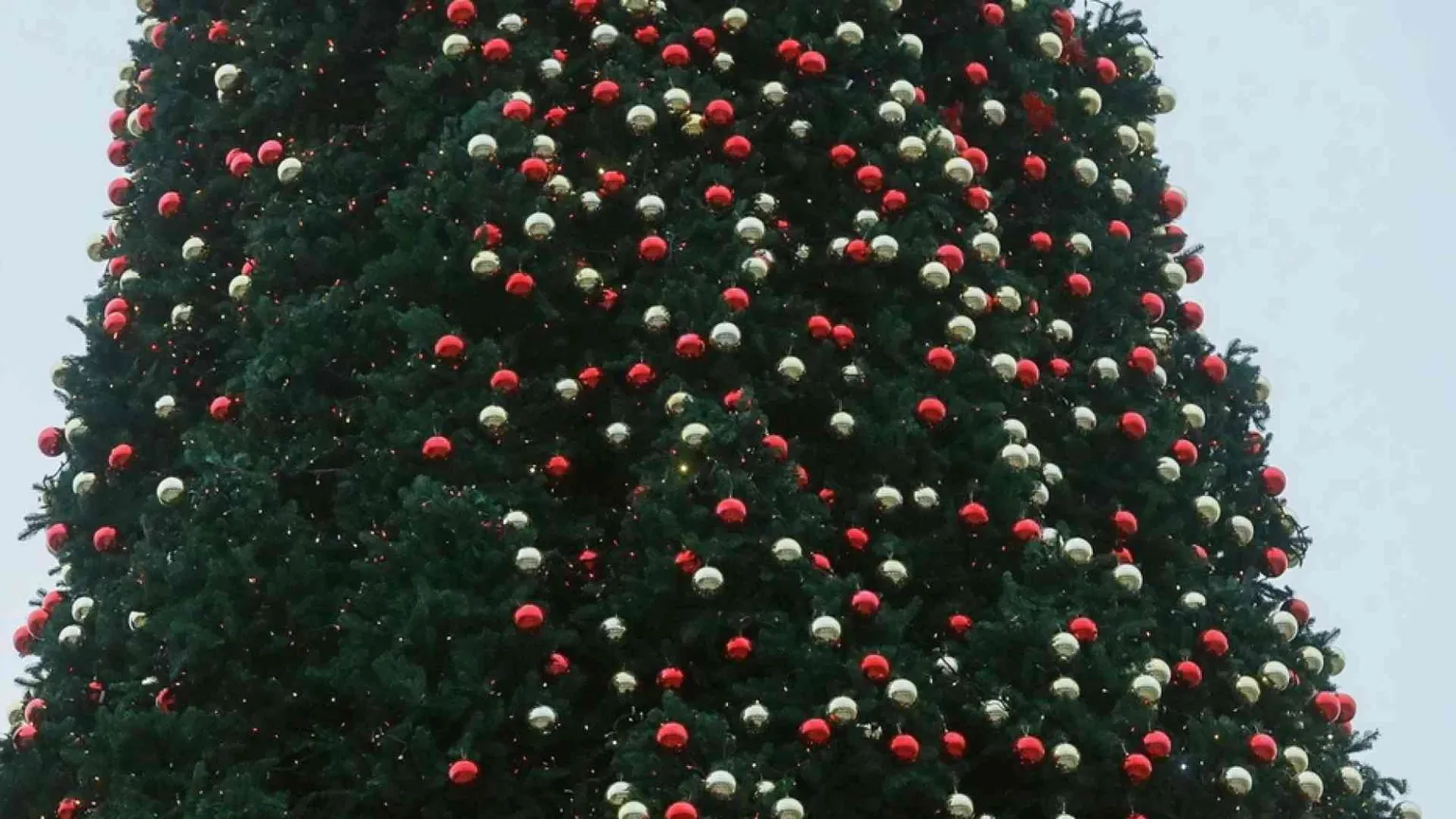 L'albero naturale o artificiale? Il dilemma dei verdi francesi