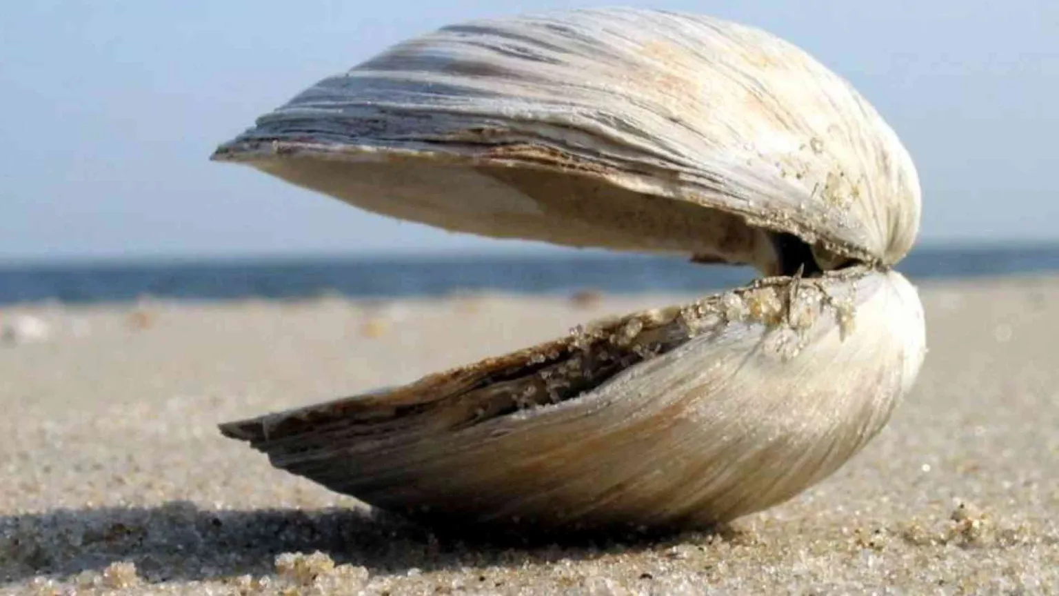 Le vongole, Leibniz e le ambizioni (impossibili) dell'intelligenza artificiale