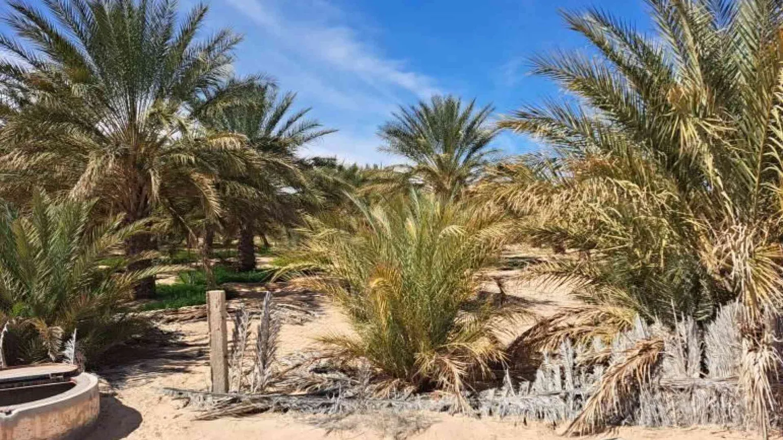 Tunisia, lo sviluppo non è un miraggio: oasi contro la crisi idrica