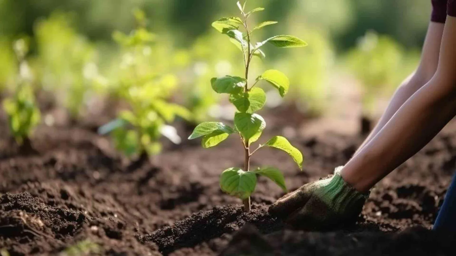 La sfida delle «parrocchie ecologiche»