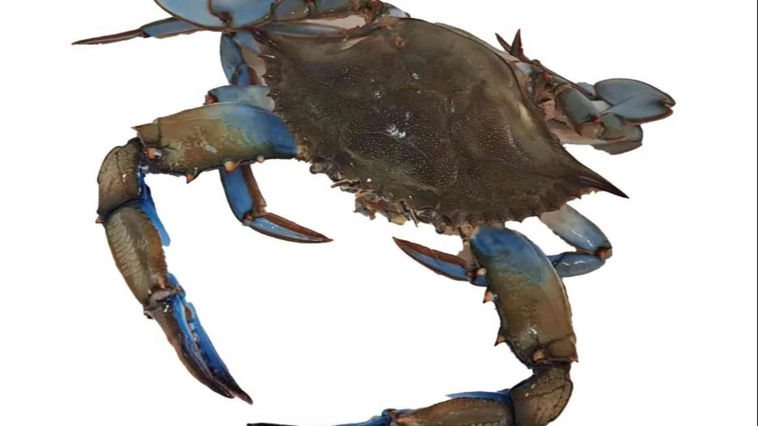 Dai granchi blu alle nutrie: quanto ci costa l'invasione degli “alieni”