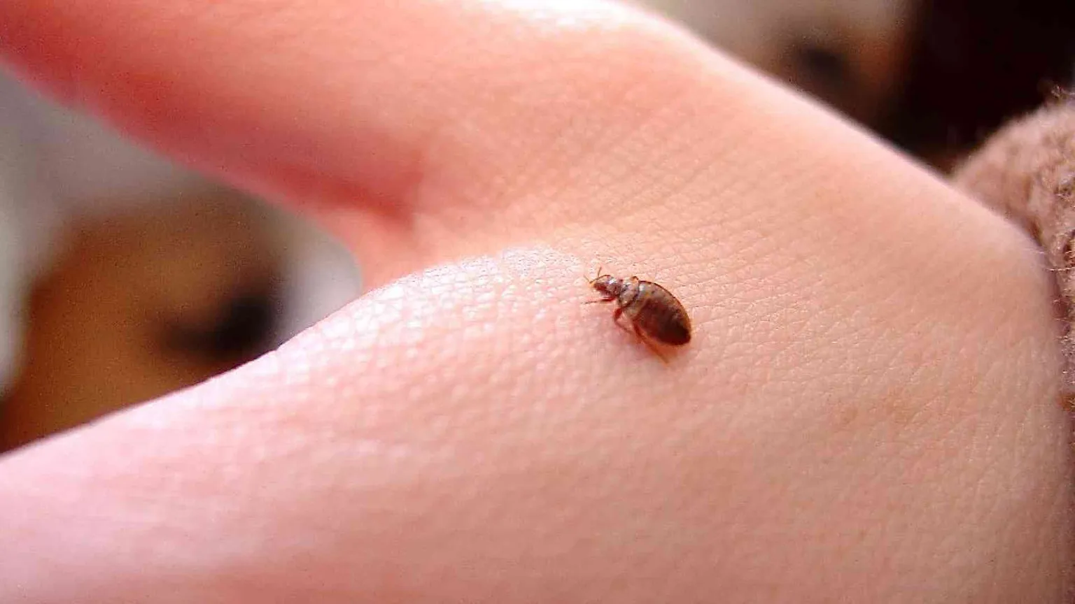 La Francia nell'incubo delle cimici da letto