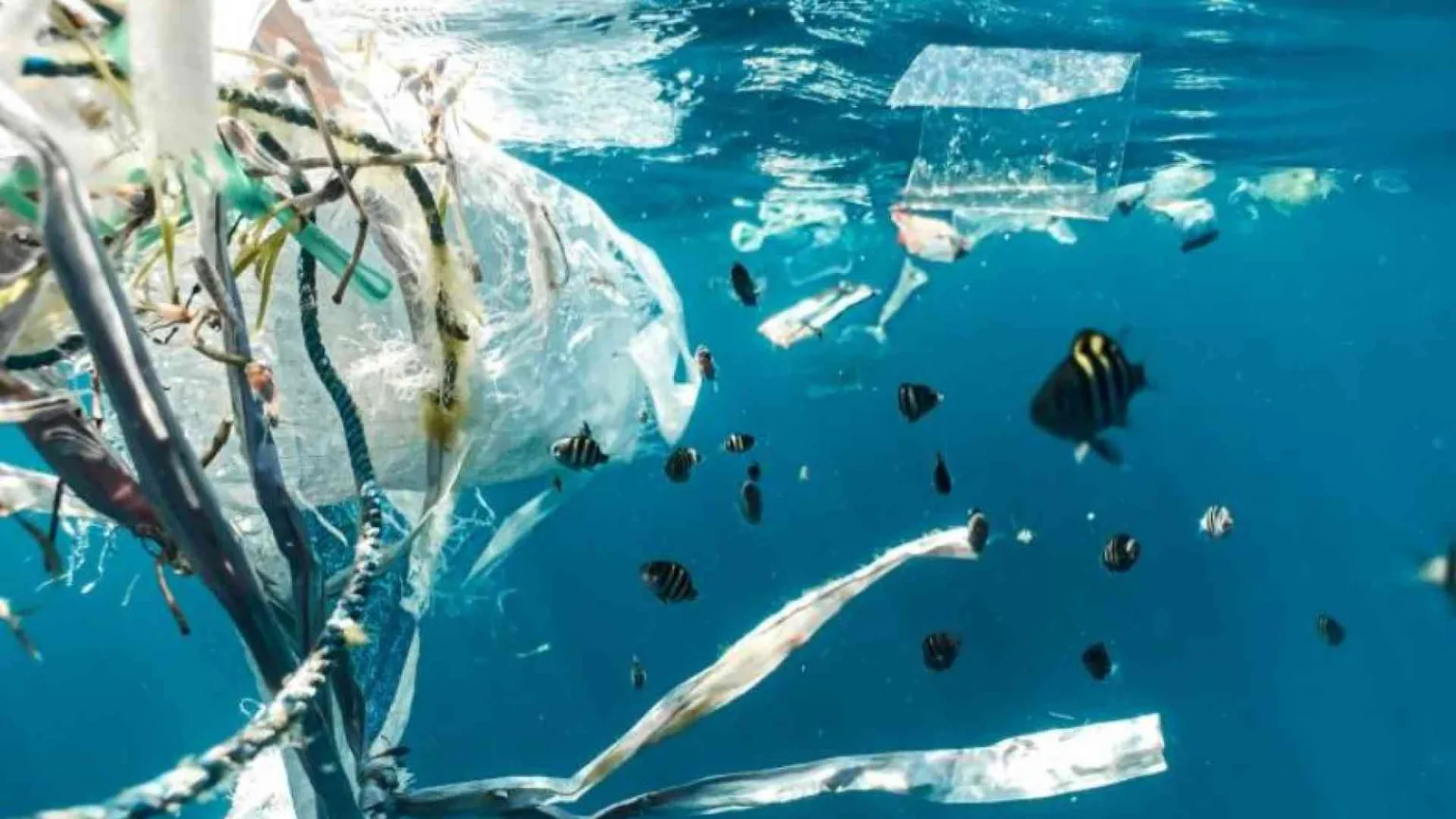 Per salvare gli oceani il 2024 sarà l'anno decisivo
