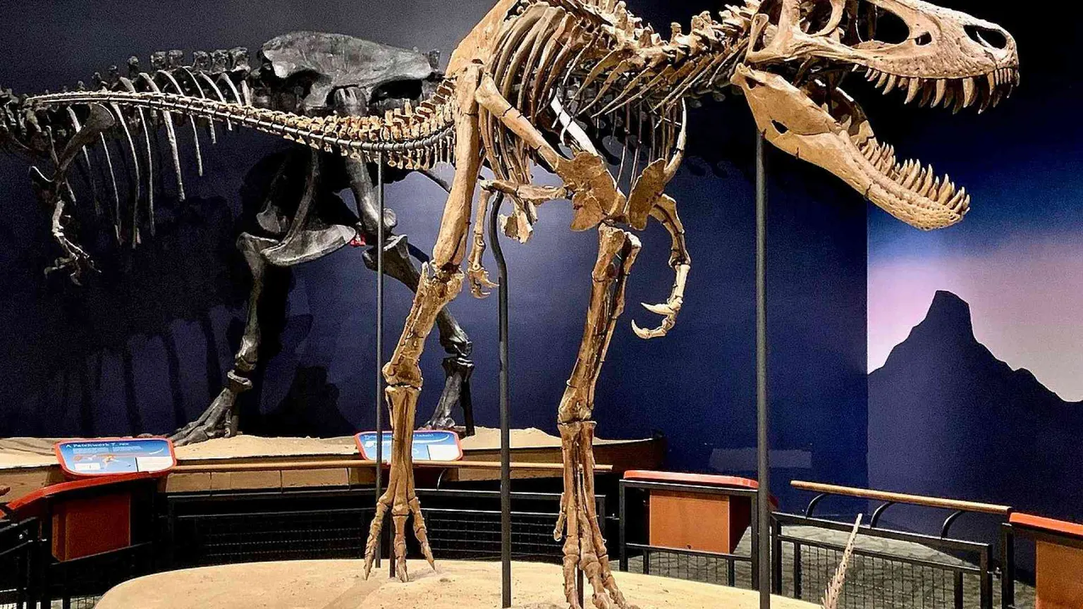 Rivoluzione paleontologica: ecco il Nanotyrannus, il T-Rex velocissimo