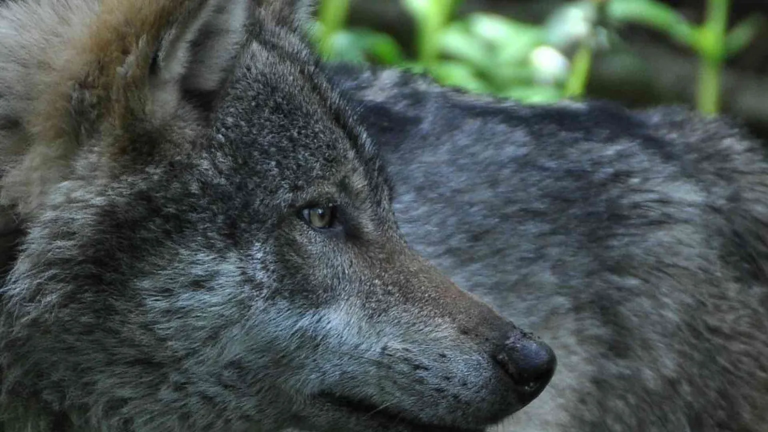 La «Messa del lupo» è contro gli animali? La Valle Strona si ribella