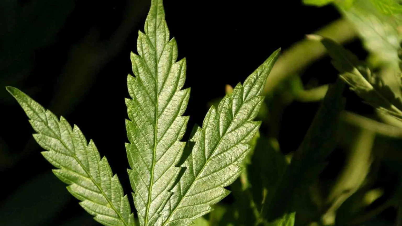 Cannabis legale: perché non è una buona idea per la salute (e non solo)