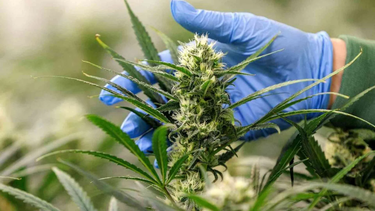 Bangkok fa marcia indietro sulla cannabis