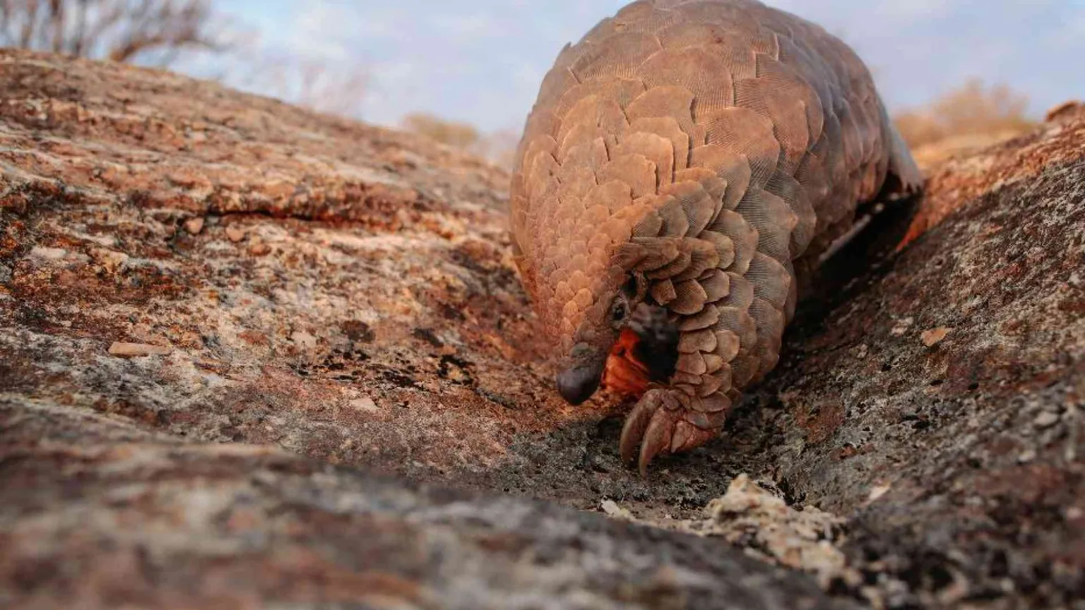 L'uomo trasmette più virus agli animali di quanti ne riceva da loro